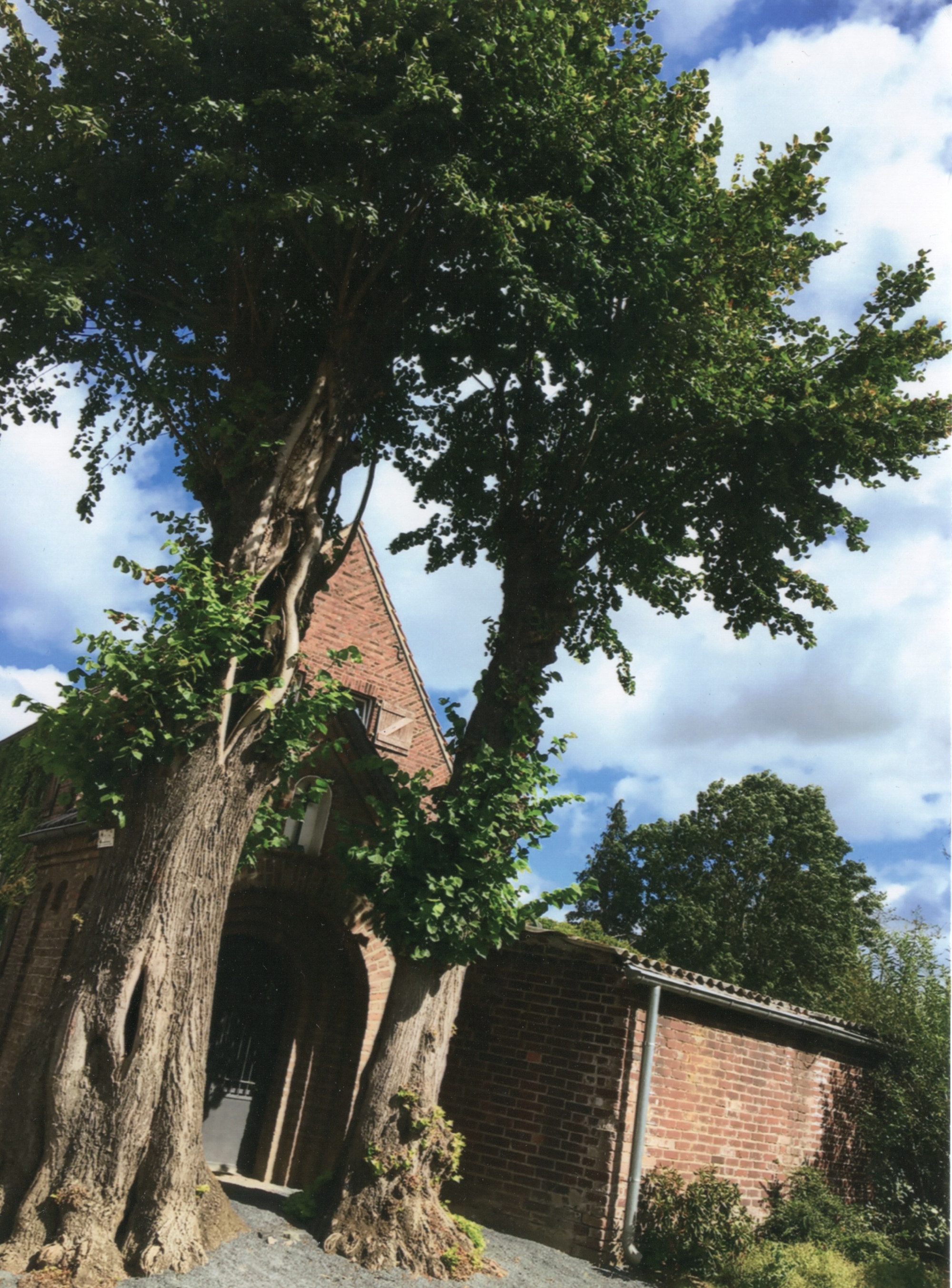 Die Hackeser Linden vor ihrer Fällung